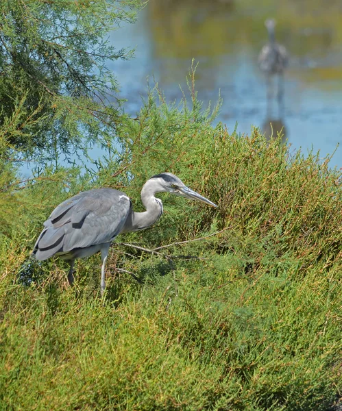 Hérons Gris Sur Tour — Photo