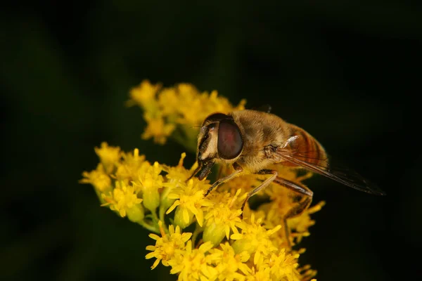 Volano Fiore — Foto Stock