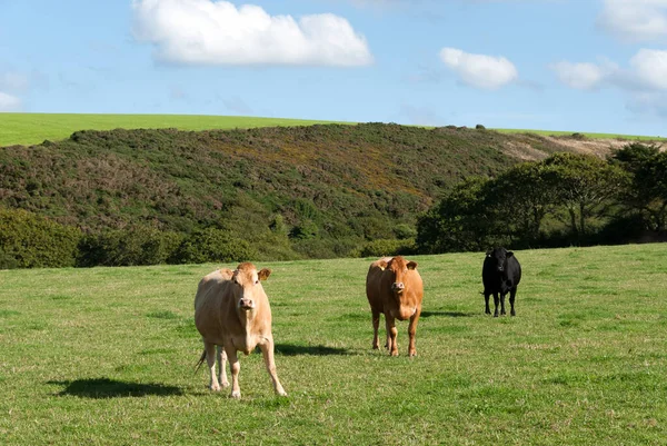 Три Разноцветные Коровы Корнуолле — стоковое фото