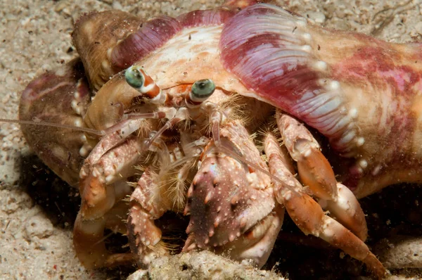 Een Nachtduik Sulawesi Kwam Bij Deze Grappige Kanker Voor Camera — Stockfoto