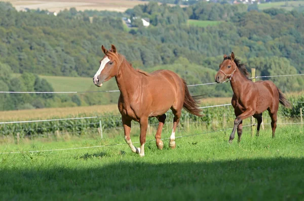 野生の自然でかわいい馬 — ストック写真