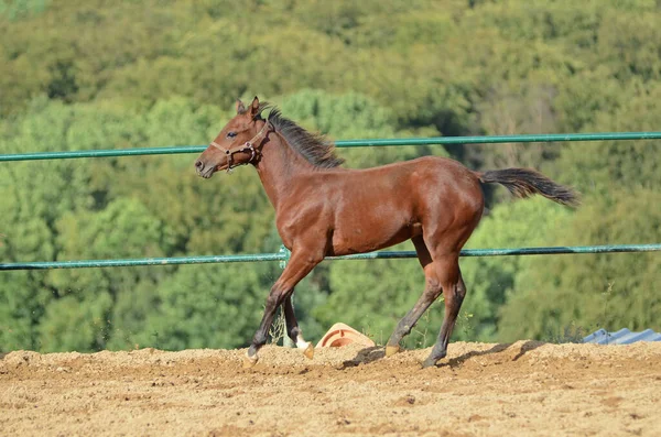 Niedliches Pferd Wilder Natur — Stockfoto