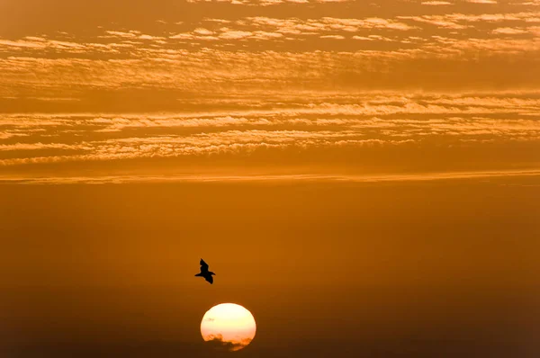Ein Schöner Sonnenuntergang Auf Fuerteventura — Stockfoto