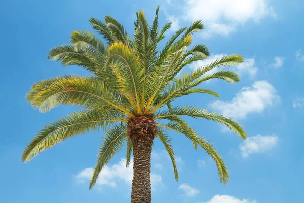 Palmeira Com Céu Azul — Fotografia de Stock