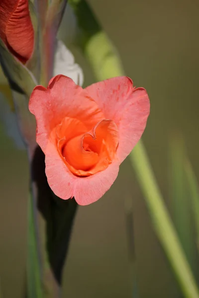 Gladiolus Kwiaty Flora Liście — Zdjęcie stockowe