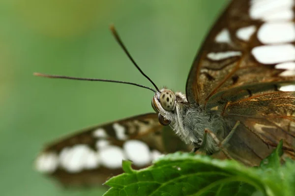 Närbild Insekter Vild Natur — Stockfoto