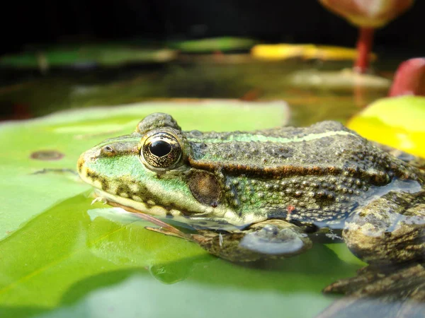 Macro Comestível Pelophylax Esculentus Água Sobre Folha Lírio Vista Perfil — Fotografia de Stock