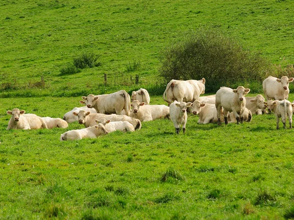 Vacas Paisagem Natural Foco Seletivo — Fotografia de Stock