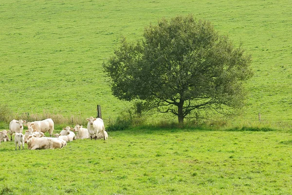 Ovejas Domésticas Pasto — Foto de Stock