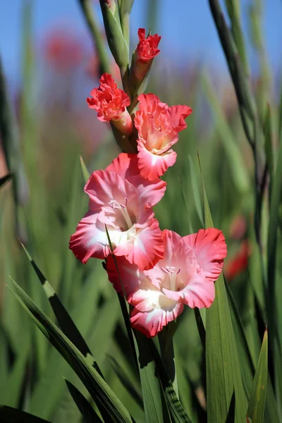 Gladiolus Virágszirmok Virágzás — Stock Fotó