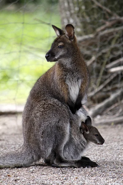 Bennett Känguru Mit Jungen Der Tasche — Stockfoto