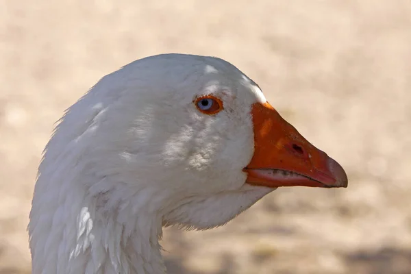 Portret Van Een Huisgans — Stockfoto