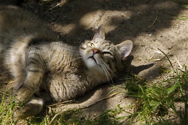 Porträtt Söt Katt — Stockfoto