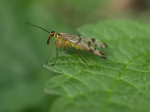 Vista Cerca Del Pequeño Insecto Saltamontes — Foto de Stock