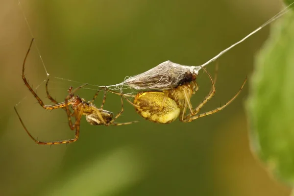 恐ろしいクモ昆虫の生き物 — ストック写真