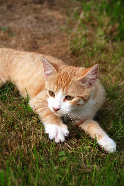 Bahçedeki Kırmızı Kedi — Stok fotoğraf