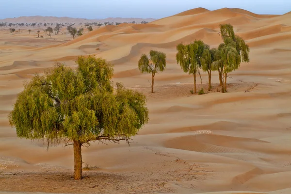 Panoramisch Uitzicht Duinen Selectieve Focus — Stockfoto