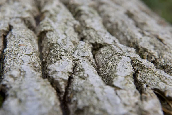 Textura Tronco Árvore Superfície Casca — Fotografia de Stock