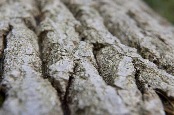 Textura Del Tronco Del Árbol Superficie Corteza — Foto de Stock