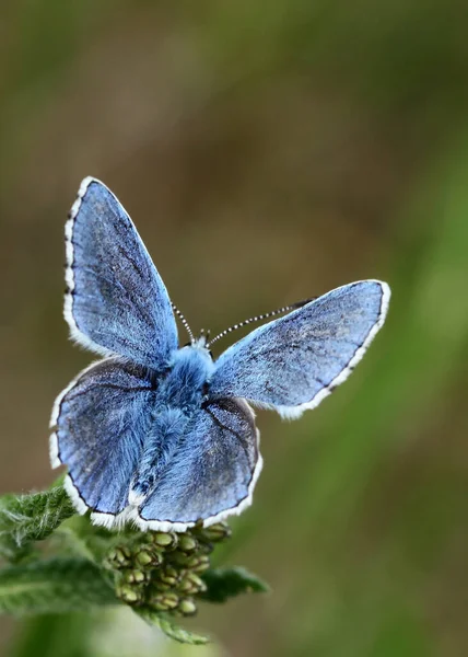 Bluebird Kwiat Koncepcja Dzikości — Zdjęcie stockowe