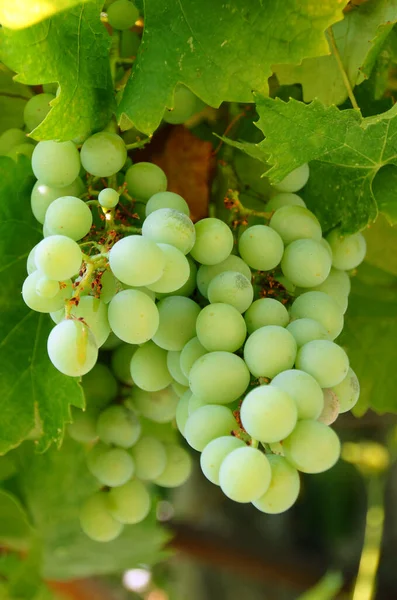 Trauben Wachsen Auf Dem Weinberg — Stockfoto