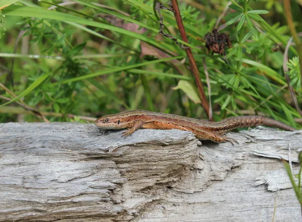 Waldeidechse Nel Parco Naturale Habichtswald — Foto Stock