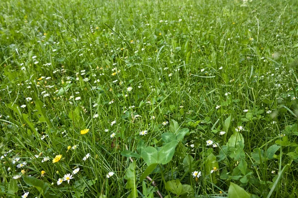 Fleurs Champ Été Flore — Photo