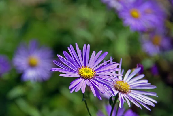 Vacker Botanisk Skott Naturliga Tapeter — Stockfoto