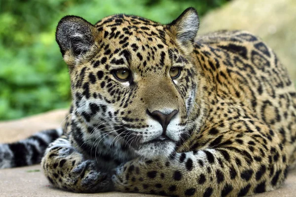 Охотник Ягуаров Большая Кошка Дикое Животное — стоковое фото
