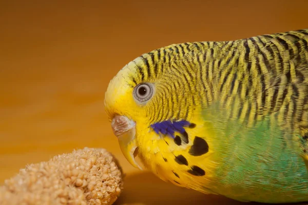 Aussichtsreiche Aussicht Auf Schöne Vögel Der Natur — Stockfoto