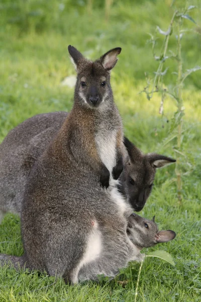 Canguro Animal Animal Australiano — Foto de Stock