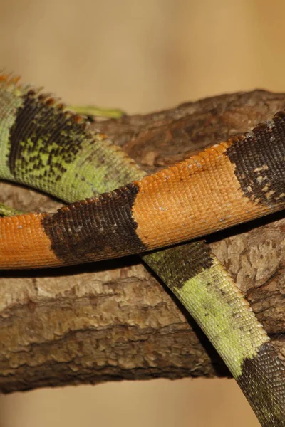 Gekreuzt Detail Grüne Leguane — Stockfoto