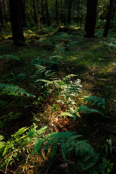Vahşi Ormanın Flora — Stok fotoğraf