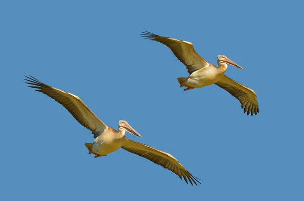 Pelican Bird Long Beak — Stock Photo, Image