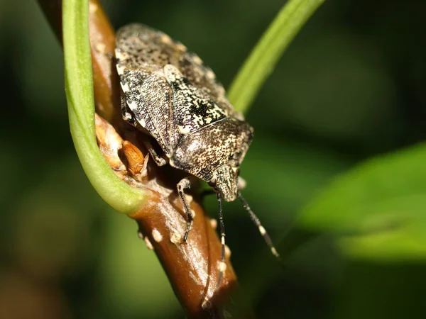 Close Bug Natureza Selvagem — Fotografia de Stock