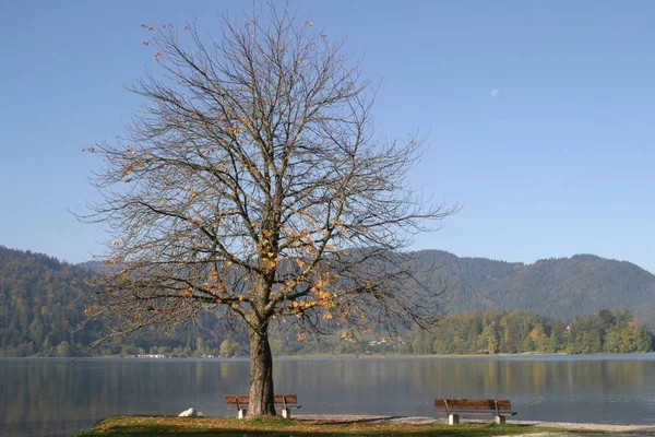 Schliersee Sonbahar Ağacı — Stok fotoğraf