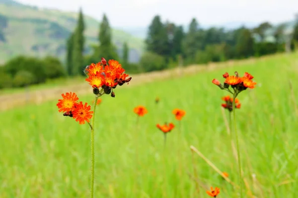 Orangerotes Hawkweed Meadow — Stock fotografie