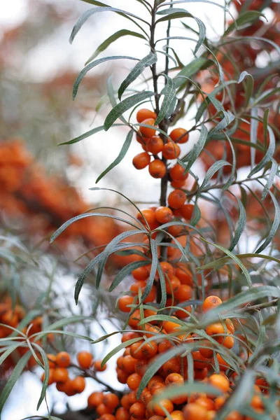 Yellow Berries Tree Branches — Stock Photo, Image