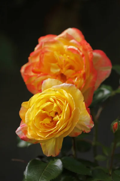 Piękny Kwitnący Kwiat Tło Koncepcji Natury — Zdjęcie stockowe