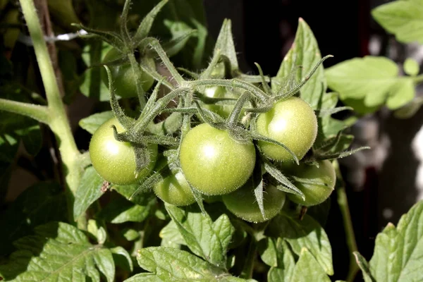 Pomodori Biologici Maturi Rossi — Foto Stock