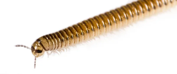 Millipede White Background — Stock Photo, Image