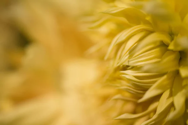 Καλοκαιρινό Λουλούδι Βοτανική Και Χλωρίδα — Φωτογραφία Αρχείου