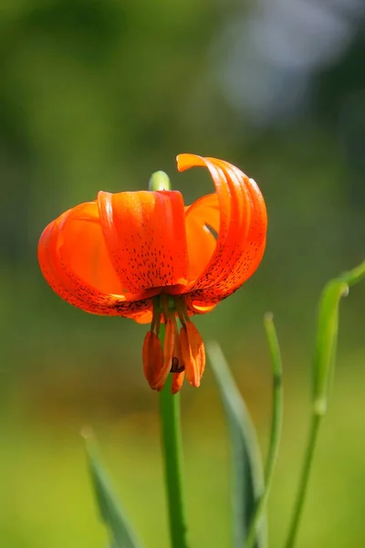 Olika Blommor Selektivt Fokus — Stockfoto