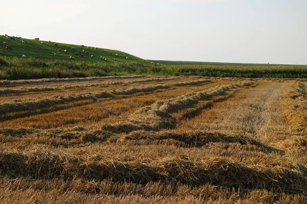 Őszi Szüret Szelektív Fókusz — Stock Fotó