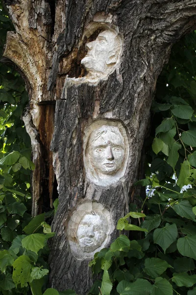 Лица Деревьев Муэльзинах Турингия — стоковое фото