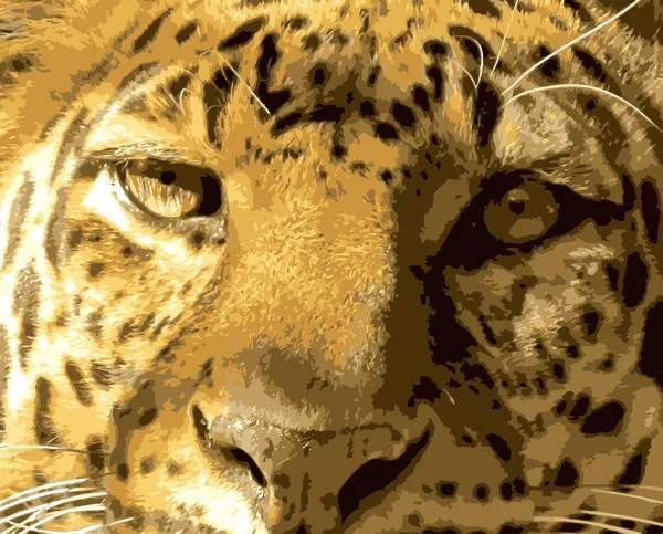 Close Foto Van Leopard Gezicht Van Voor Vector — Stockfoto