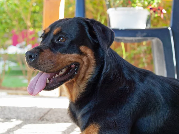 Malerischer Blick Auf Süße Welpen Hund — Stockfoto