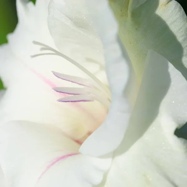 Vackra Blommor Blommigt Koncept Bakgrund — Stockfoto