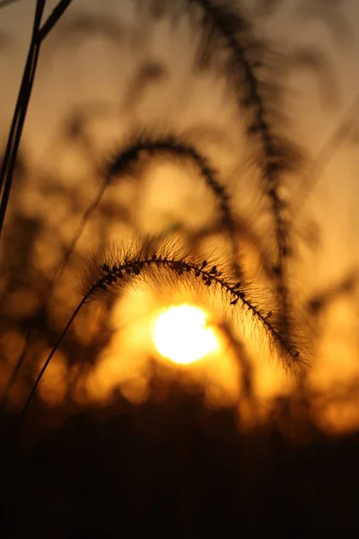 Západ Slunce Travnaté Louce Podzim — Stock fotografie