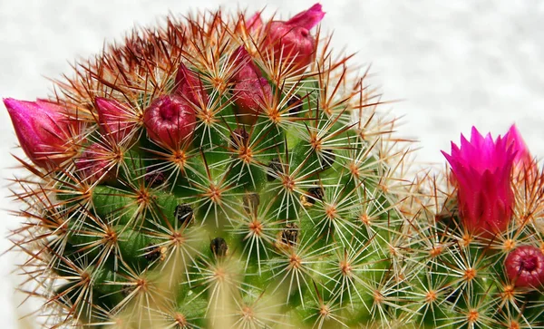 Cáctus Flor Flora Cacti Crescimento — Fotografia de Stock